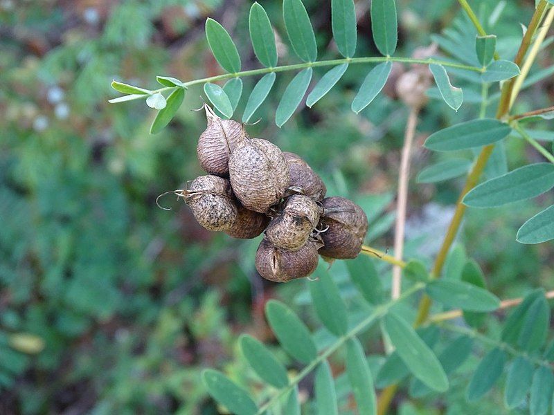 File:Astragalus neglectus seedpods.jpg