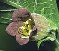 Flower of Atropa belladonna in close-up, showing curled stamens