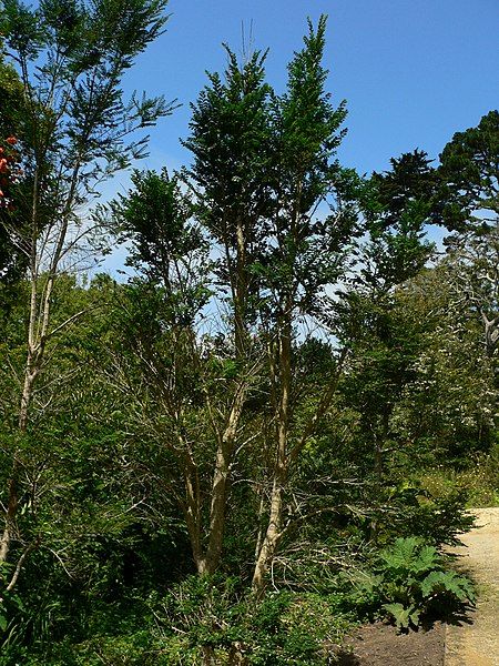 File:Azara microphylla 1.jpg