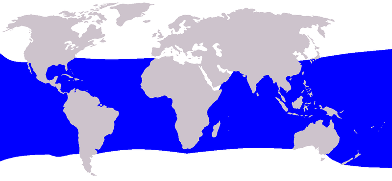 File:Balaenoptera brydei range.png