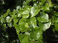 B. syringifolia foliage