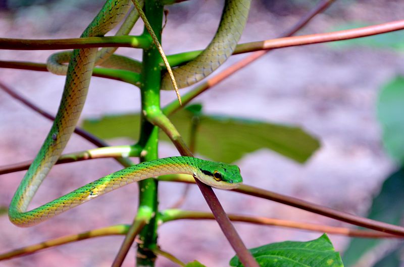 File:Bejuca Verde.JPG