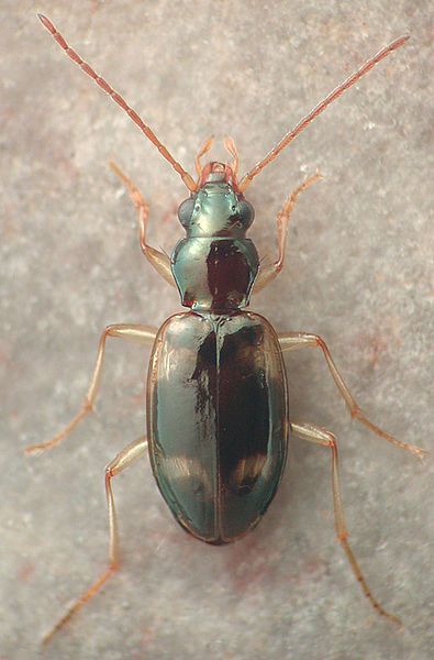 File:Bembidion festivum.jpg