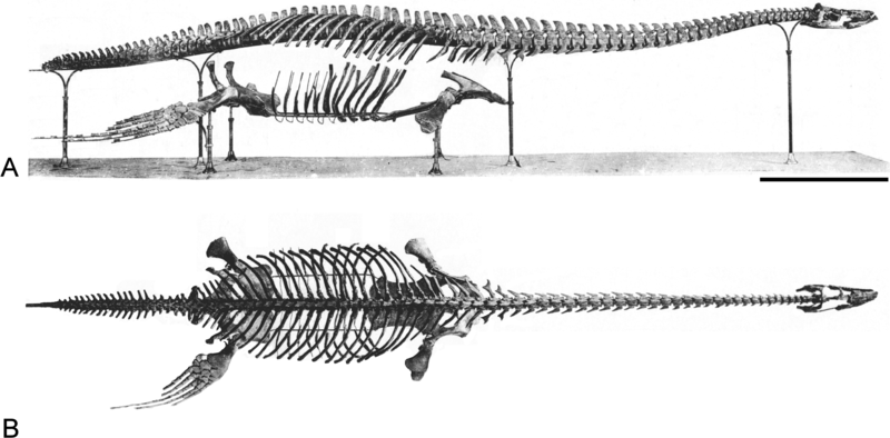 File:Brancasaurus.png