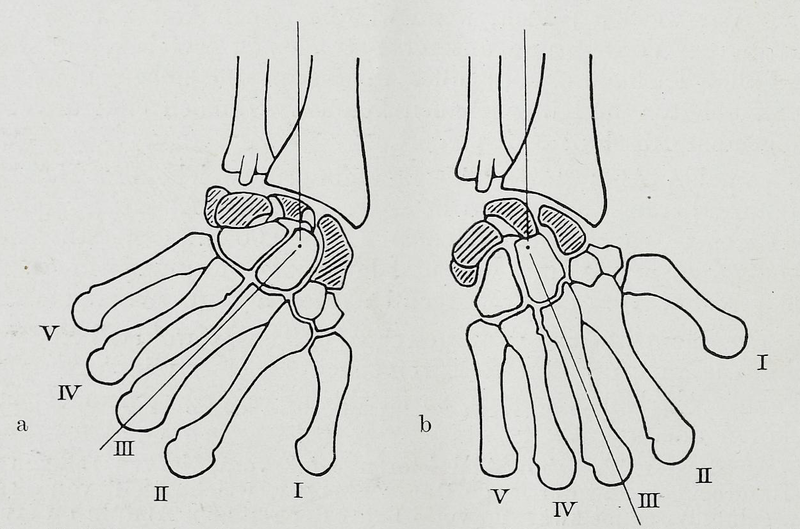 File:Braus 1921 210.png