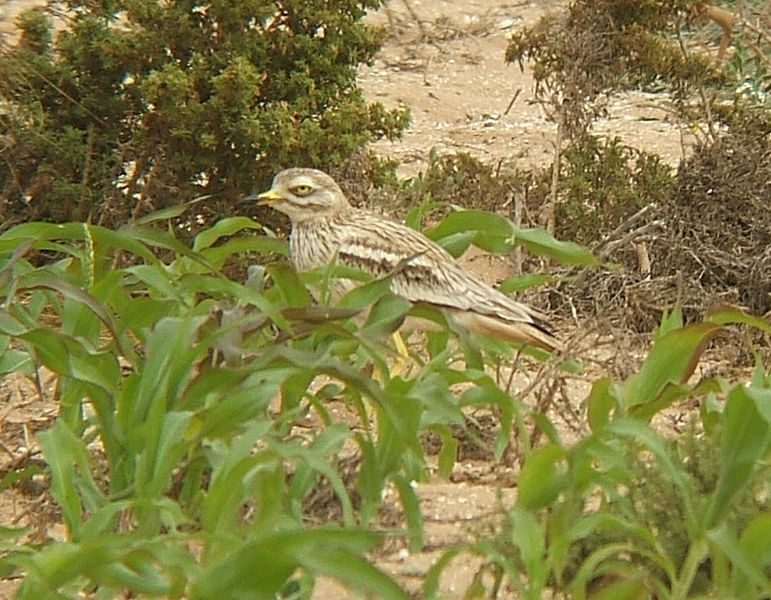 File:Burhinus oedicnemus0.jpg