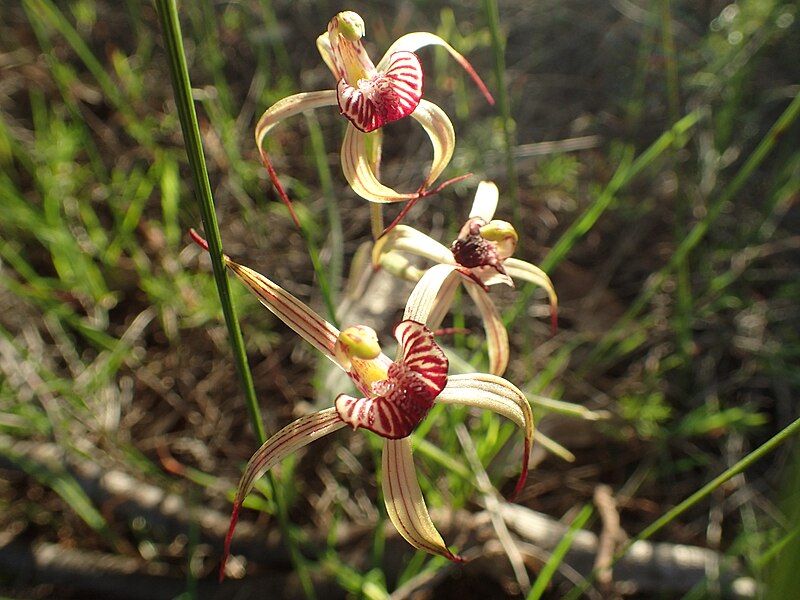 File:Caladenia radialis 02.jpg