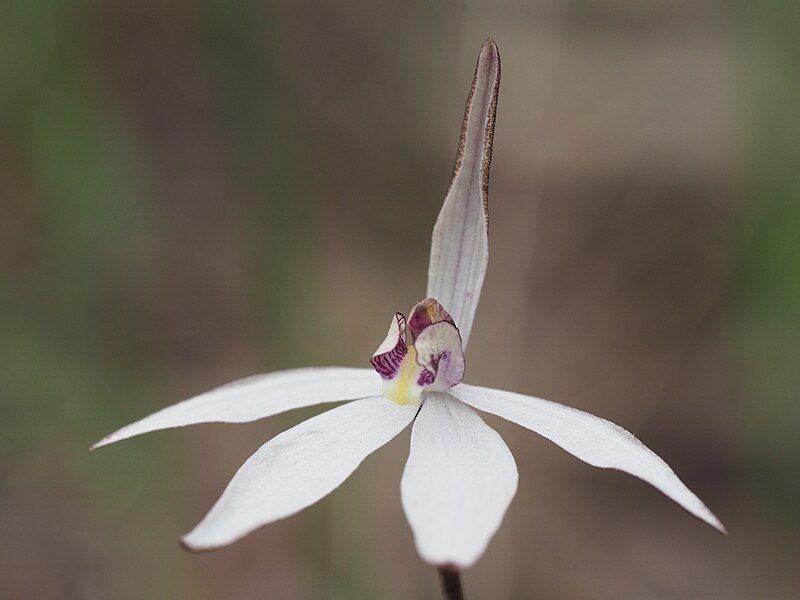 File:Caladenia saccharata.jpg