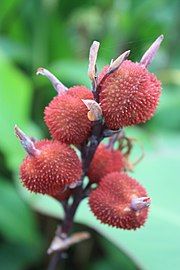 Canna edulis fruit