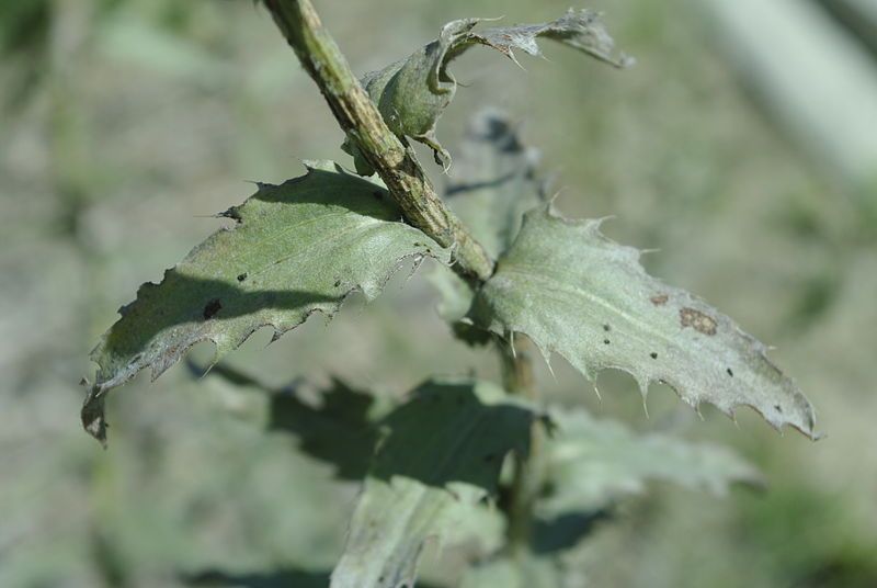 File:Carduncellus caeruleus (1).JPG