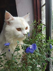 White cat with yellow eyes stares out window among purple flowers