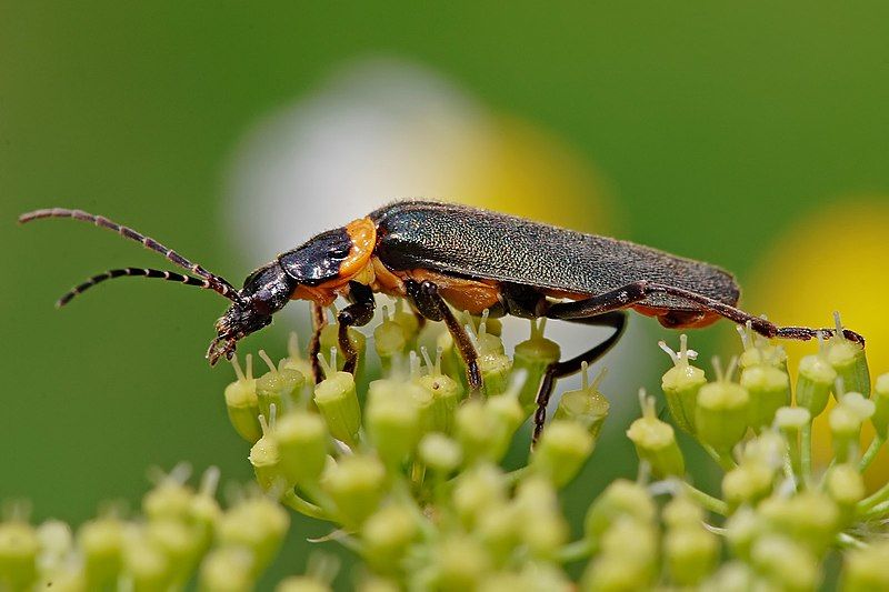 File:Chauliognathus lugubris.jpg