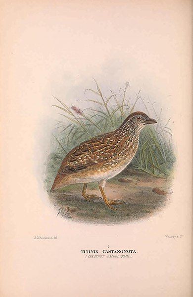 File:Chestnut-backed buttonquail.jpg