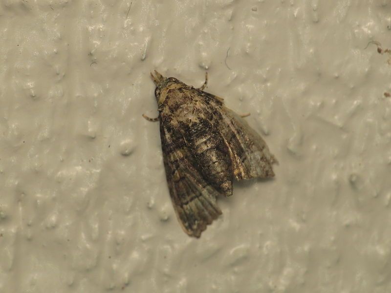 File:Chlumetia transversa (15252877984).jpg