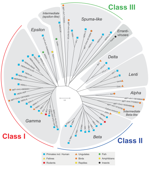 File:Classes of ERVs.svg