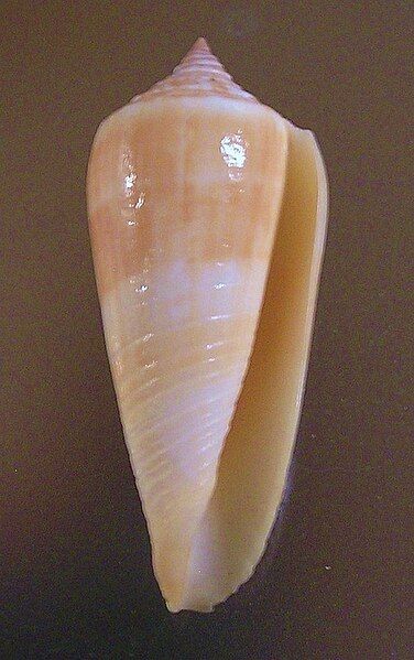 File:Conus ochroleucus 001.jpg