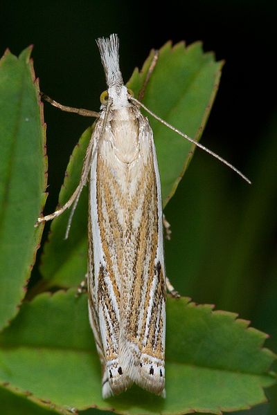 File:Crambus lathoniellus-03 (xndr).jpg