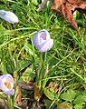 Crocus chrysanthus 'Skyline'