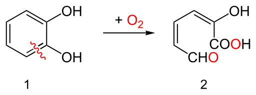 File:Degradation of catechol.svg