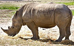 White rhinoceros