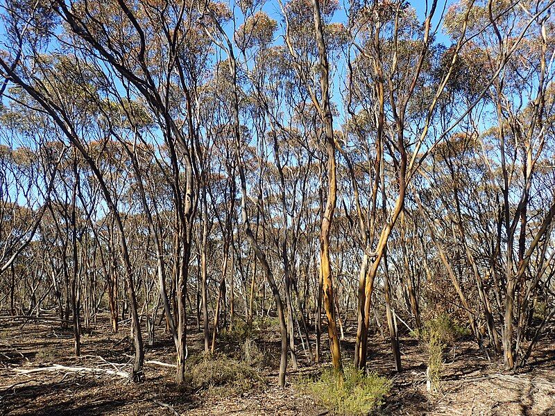 File:Eucalyptus extensa habit.jpg