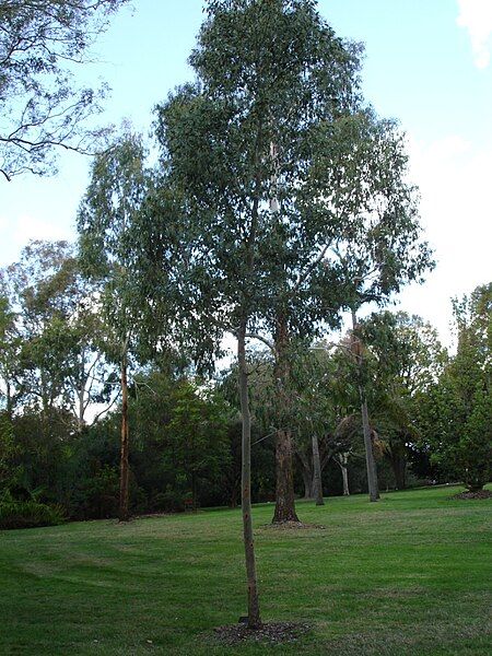 File:Eucalyptus gunnii.jpg