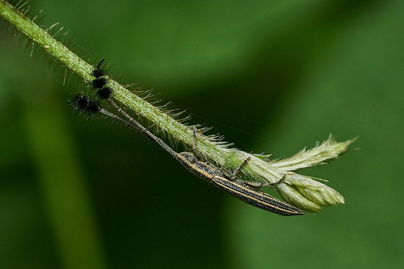 File:Eucomatocera vittata-Kadavoor-2017-05-23-001.jpg