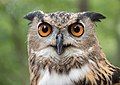 Image 102A rescued Eurasian eagle-owl