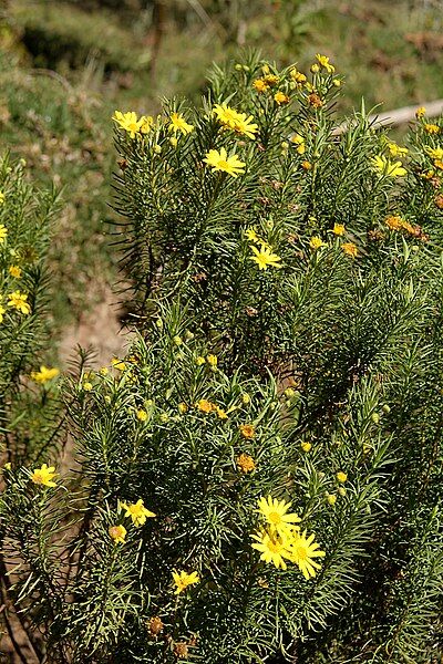 File:Euryops brownei 01.jpg