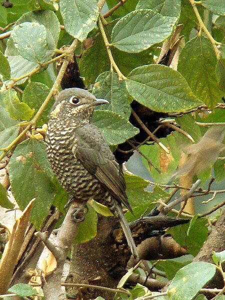 File:Female Chestnut-bellied Rock-thrush.jpg