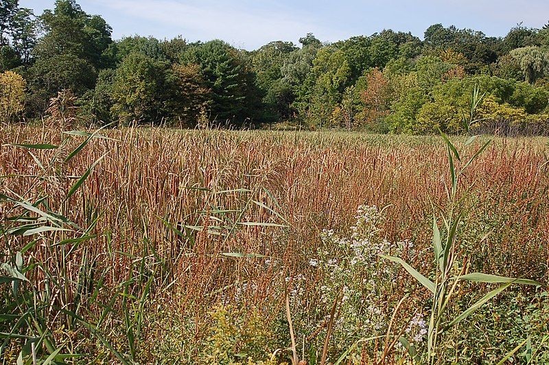 File:Great Flats Rushes.jpg