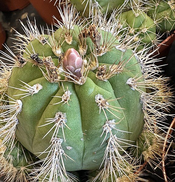 File:Gymnocalycium chacoense 42810.JPG