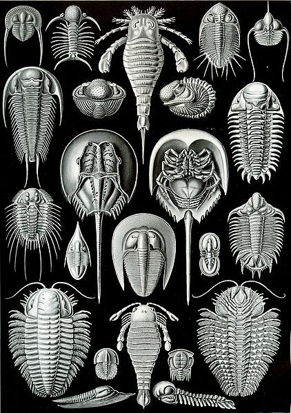 File:Haeckel Aspidonia.jpg