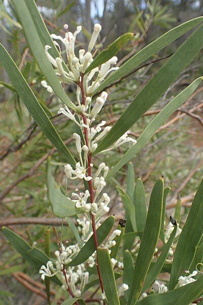 File:Hakea lasianthoides 02.jpg