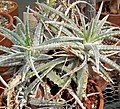 Hechtia marnier-lapostollei