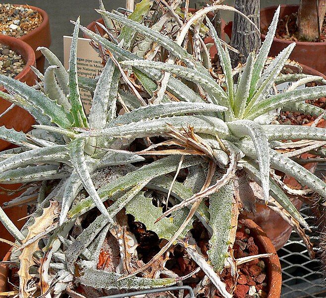 File:Hechtia marnier-lapostollei 1.jpg