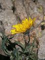 Hieracium alpinum