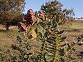 Hyoscyamus reticulatus flowering plant growth habit