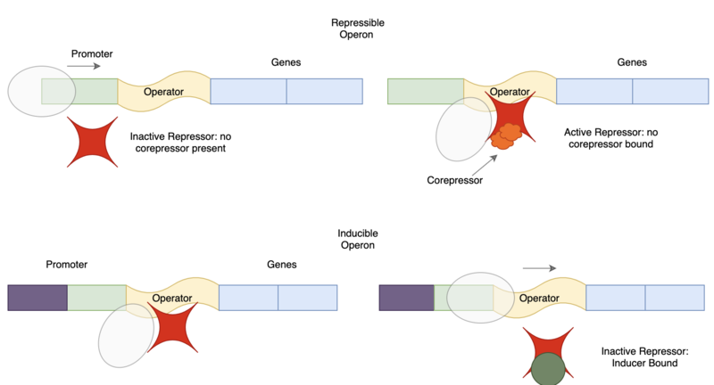 File:InduciblevsRepressibleSystems.png