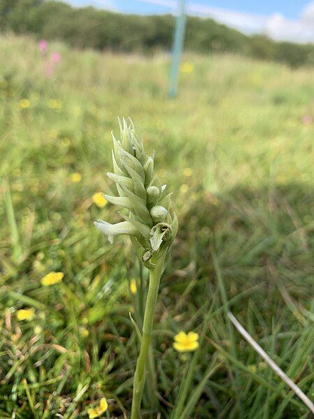 File:Irish lady tresses.jpg