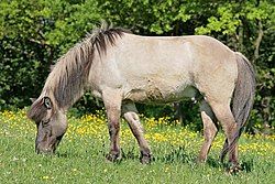 A horse with a brownish-gray body, dark head and legs, and with a layered mane with light and dark hairs.