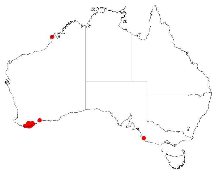 File:Isopogon cuneatusDistMap12.png