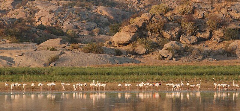 File:Jawai Bandh4.jpg