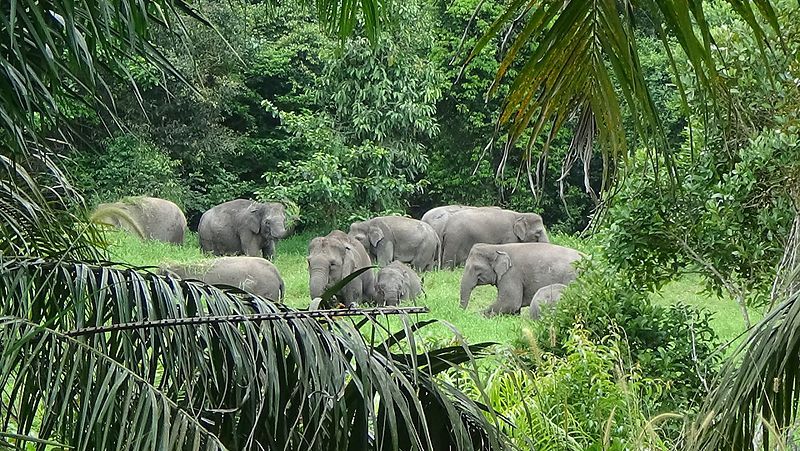 File:Kelompok gajah Balairaja.jpg