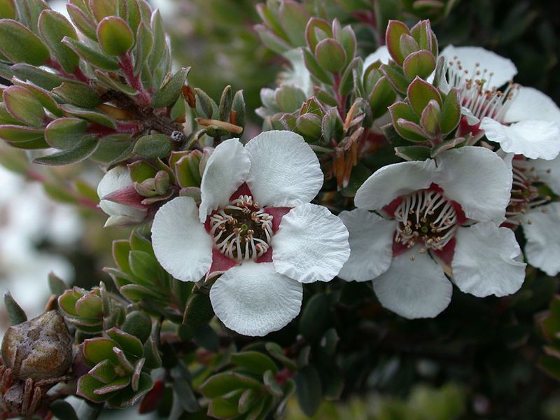 File:L. lanigerum flowers.jpg