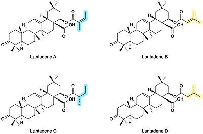 Lantadenes A-D Chemical Structures