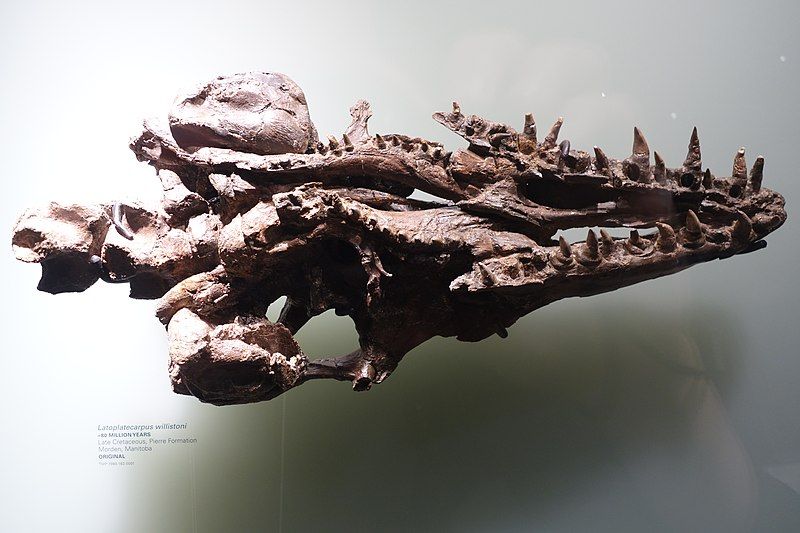 File:Latoplatecarpus Royal Tyrrell.jpg