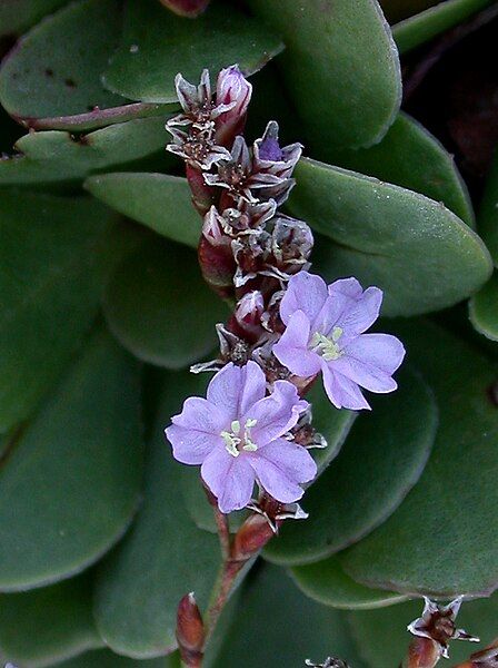 File:Limonium Hyblaeum (6306230877).jpg