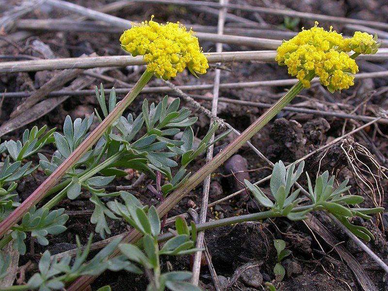 File:Lomatium cous (3532512548).jpg