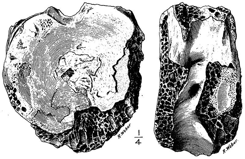 File:Manospondylus.jpg